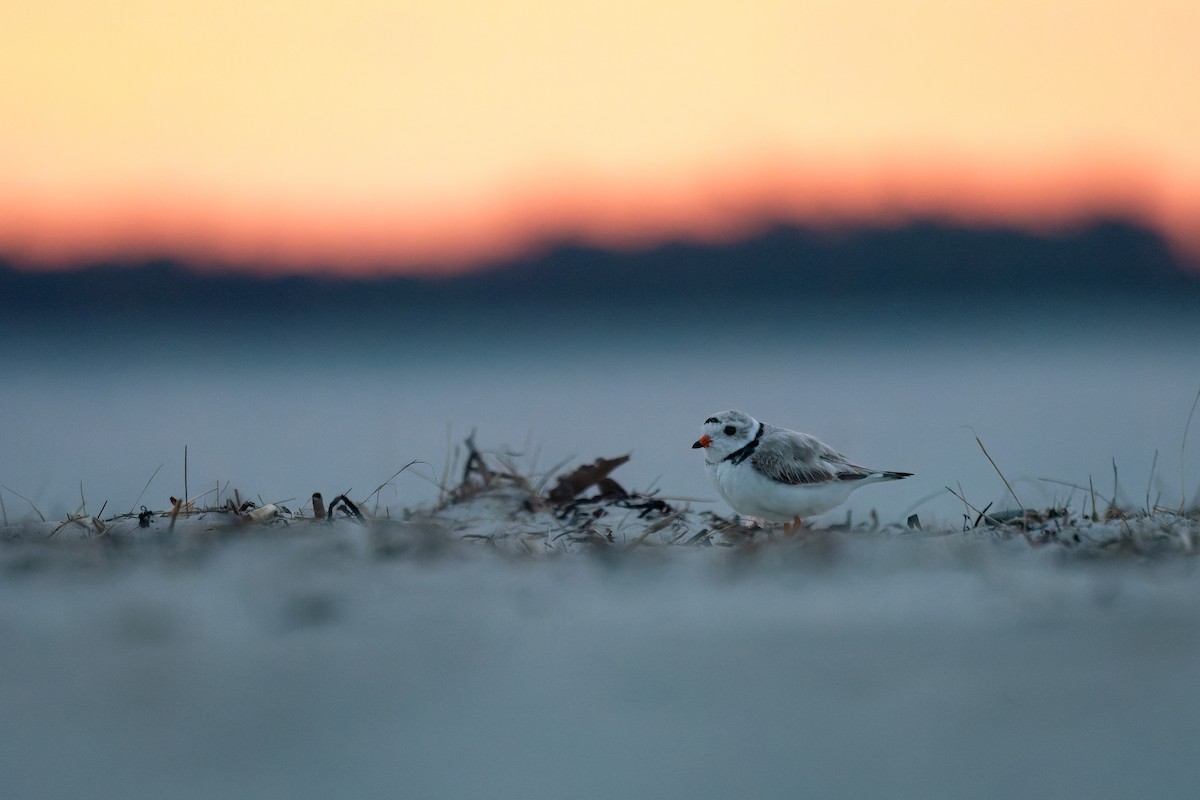 Piping Plover - ML638158951
