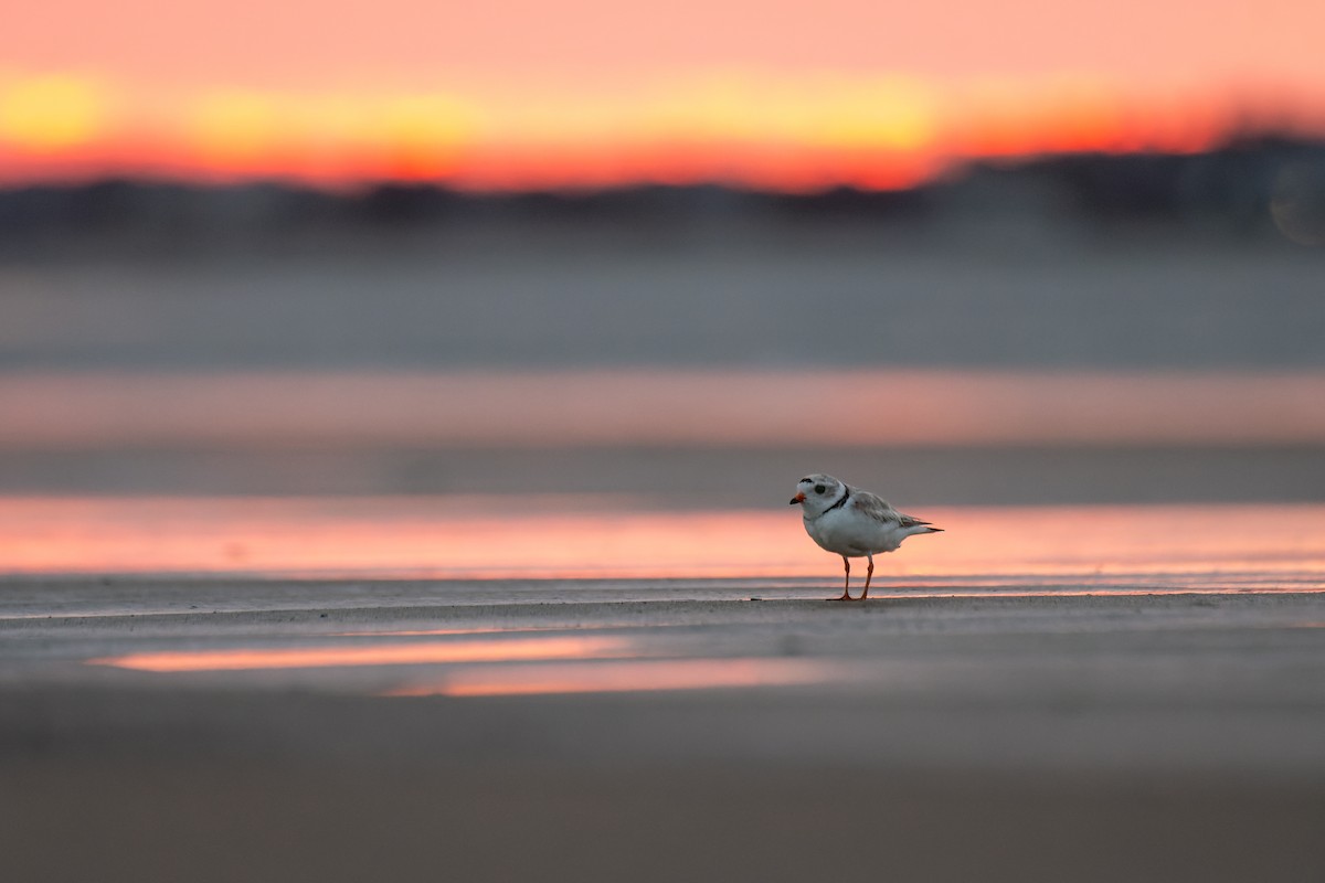 Piping Plover - ML638158952