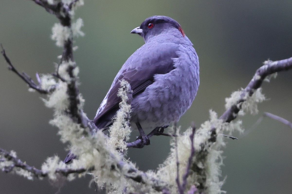 Red-crested Cotinga - ML638158985
