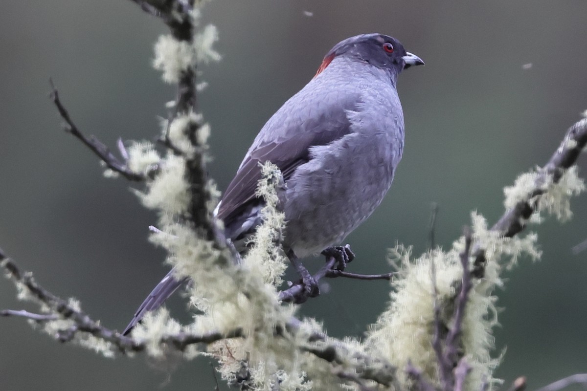 Red-crested Cotinga - ML638158986
