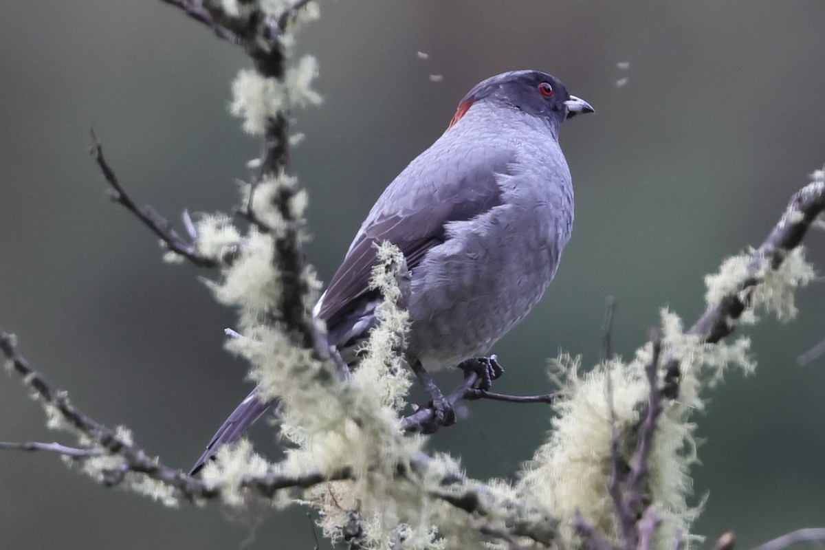 Red-crested Cotinga - ML638158987