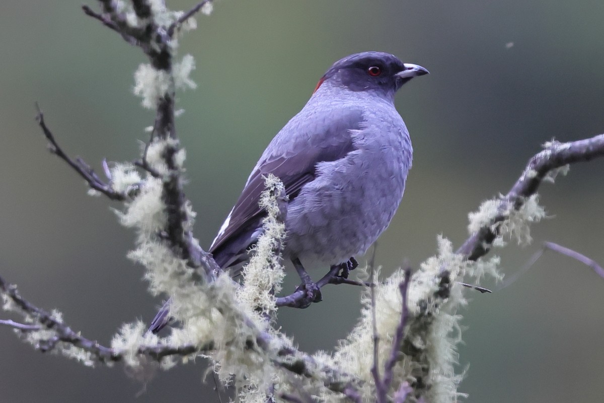 Red-crested Cotinga - ML638158988