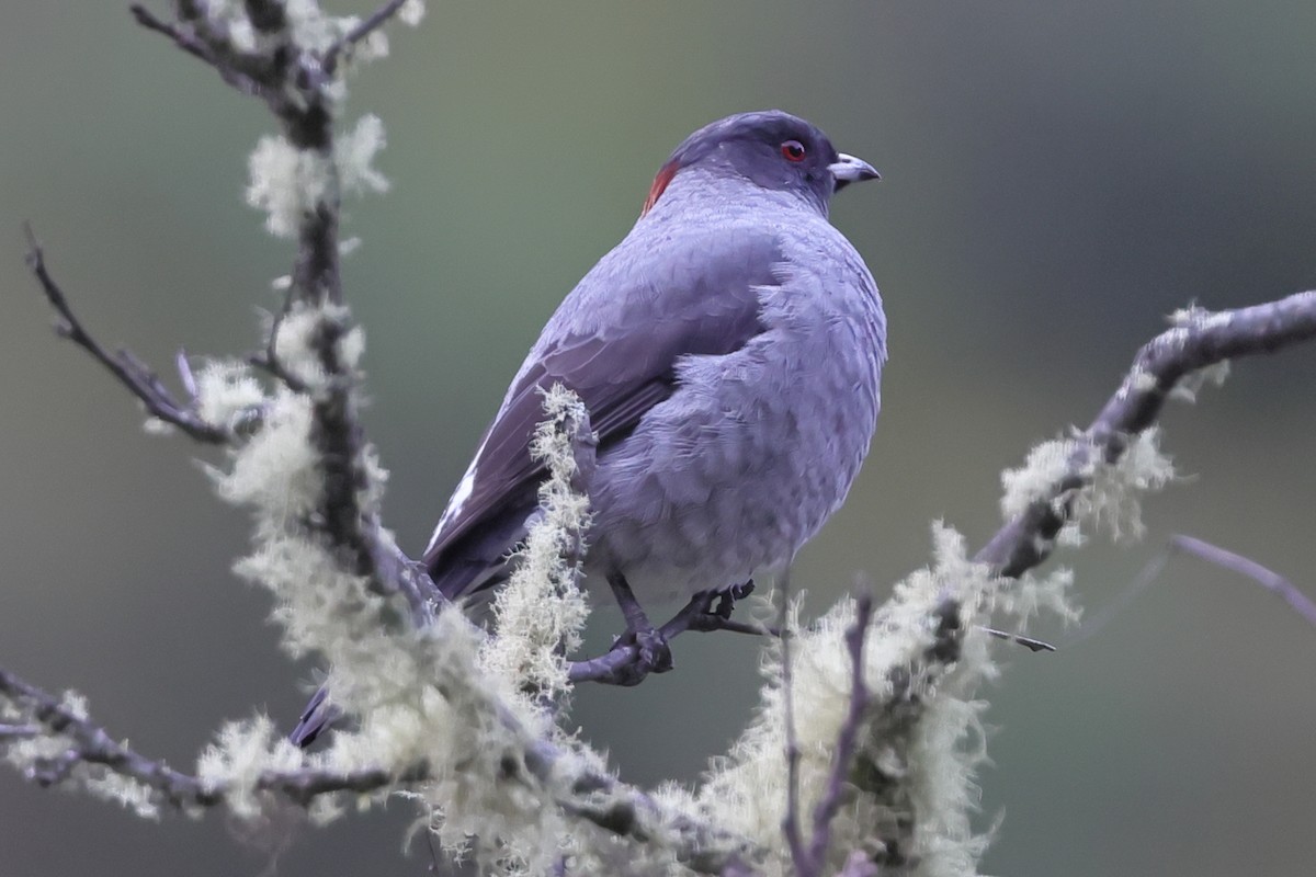 Red-crested Cotinga - ML638158989