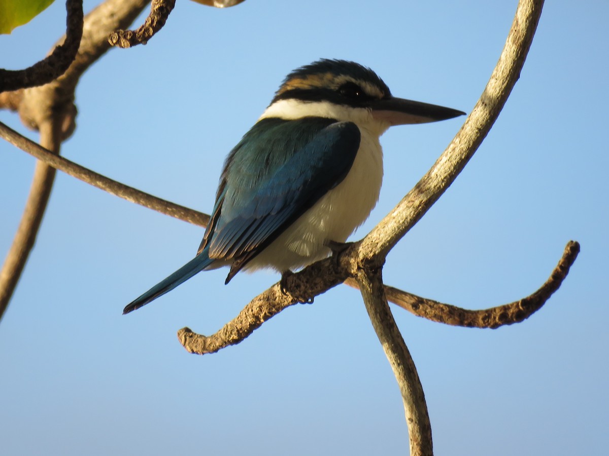 Pacific Kingfisher - ML638158991