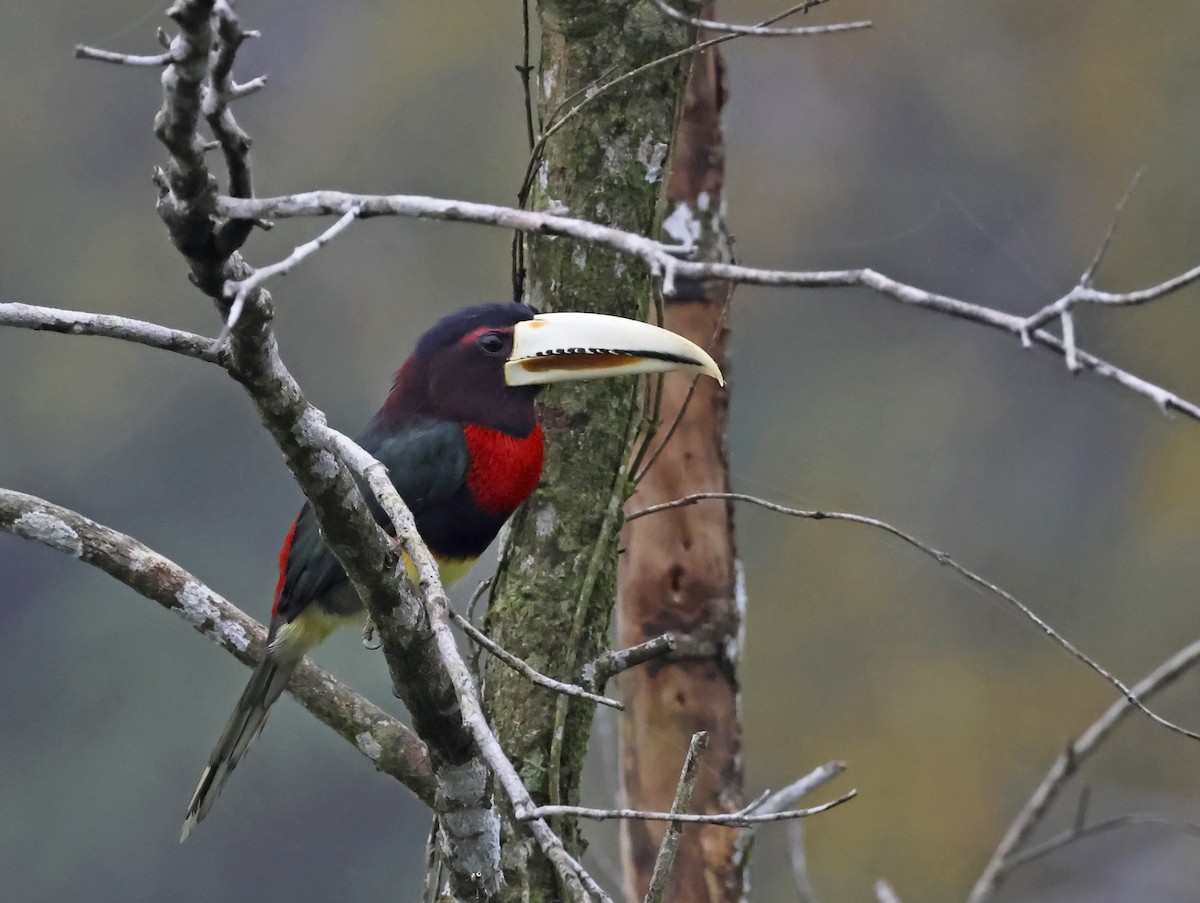 Ivory-billed Aracari - ML638159004