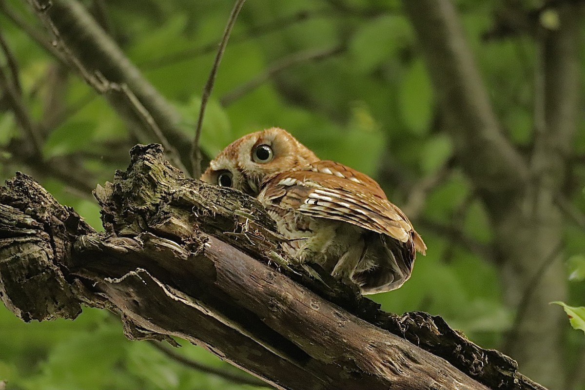 Eastern Screech-Owl - ML638159005