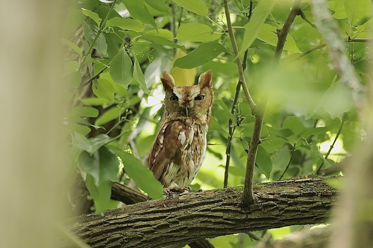 Eastern Screech-Owl - ML638159011