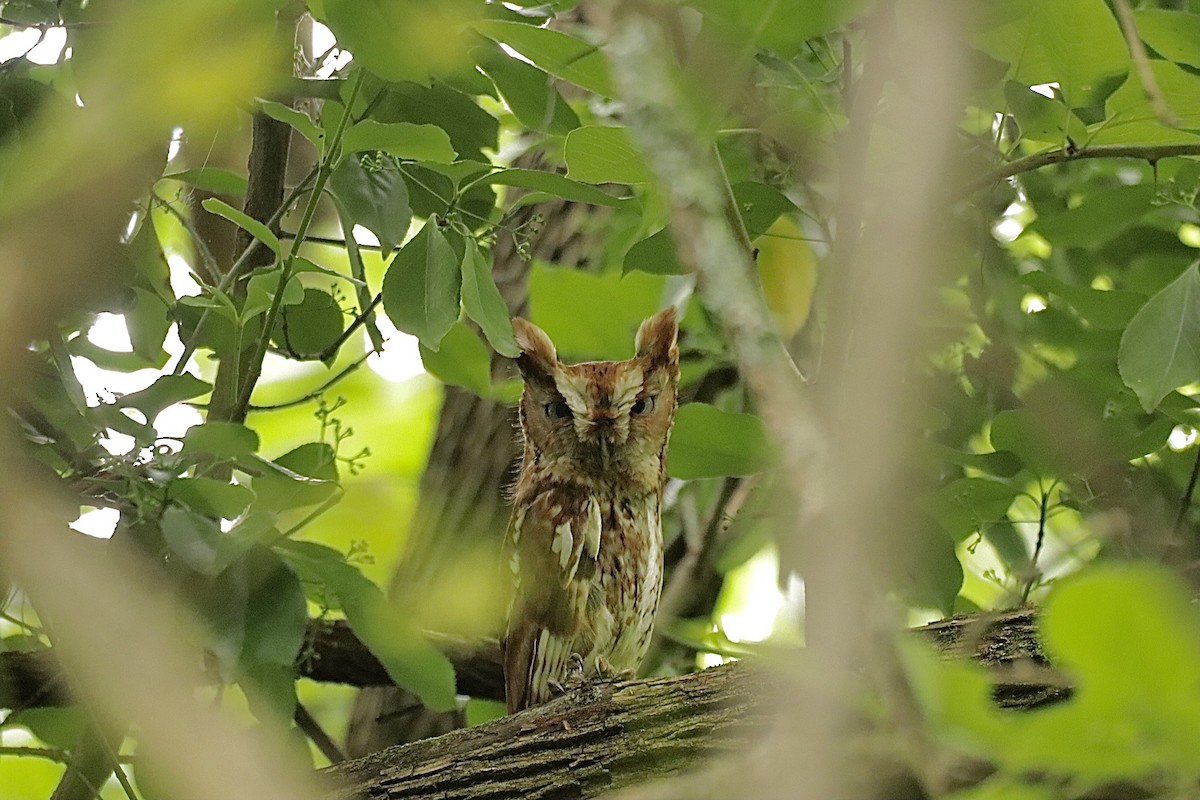 Eastern Screech-Owl - ML638159012