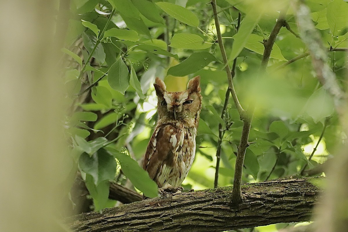 Eastern Screech-Owl - ML638159013