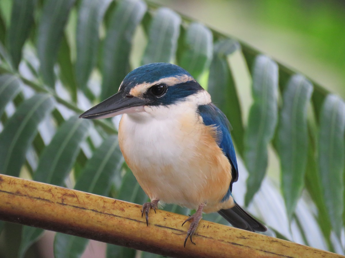 Pacific Kingfisher - ML638159016