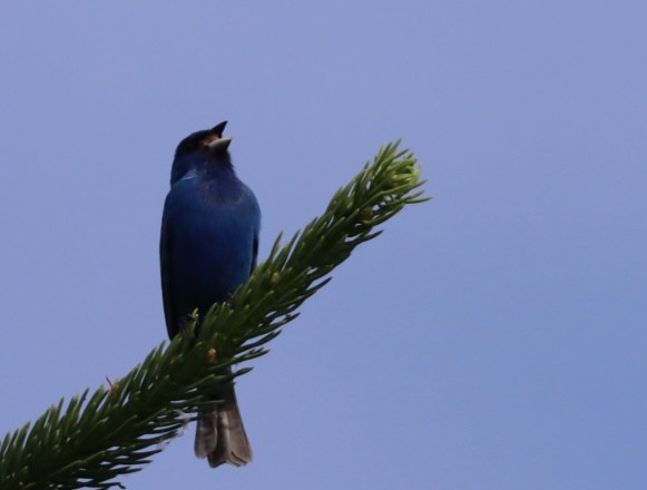 Indigo Bunting - ML638159023