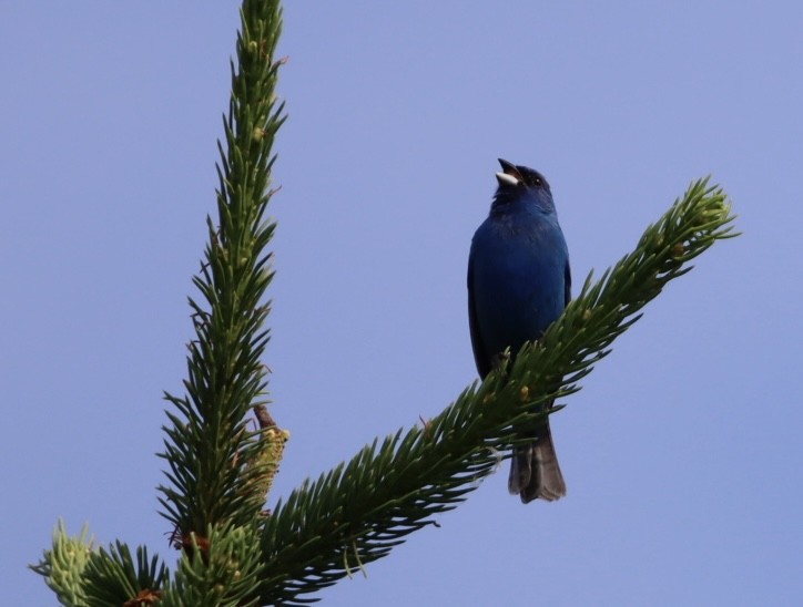 Indigo Bunting - ML638159024