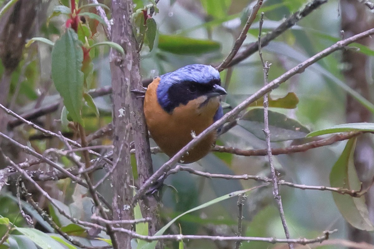 Chestnut-bellied Mountain Tanager - ML638159027