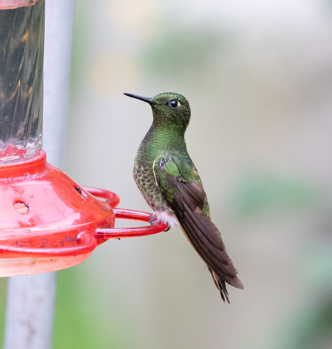 Buff-tailed Coronet - ML638159071