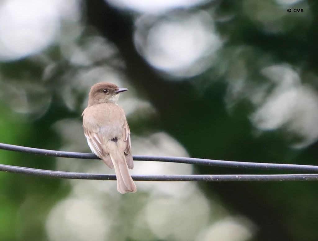 Eastern Phoebe - ML638159074