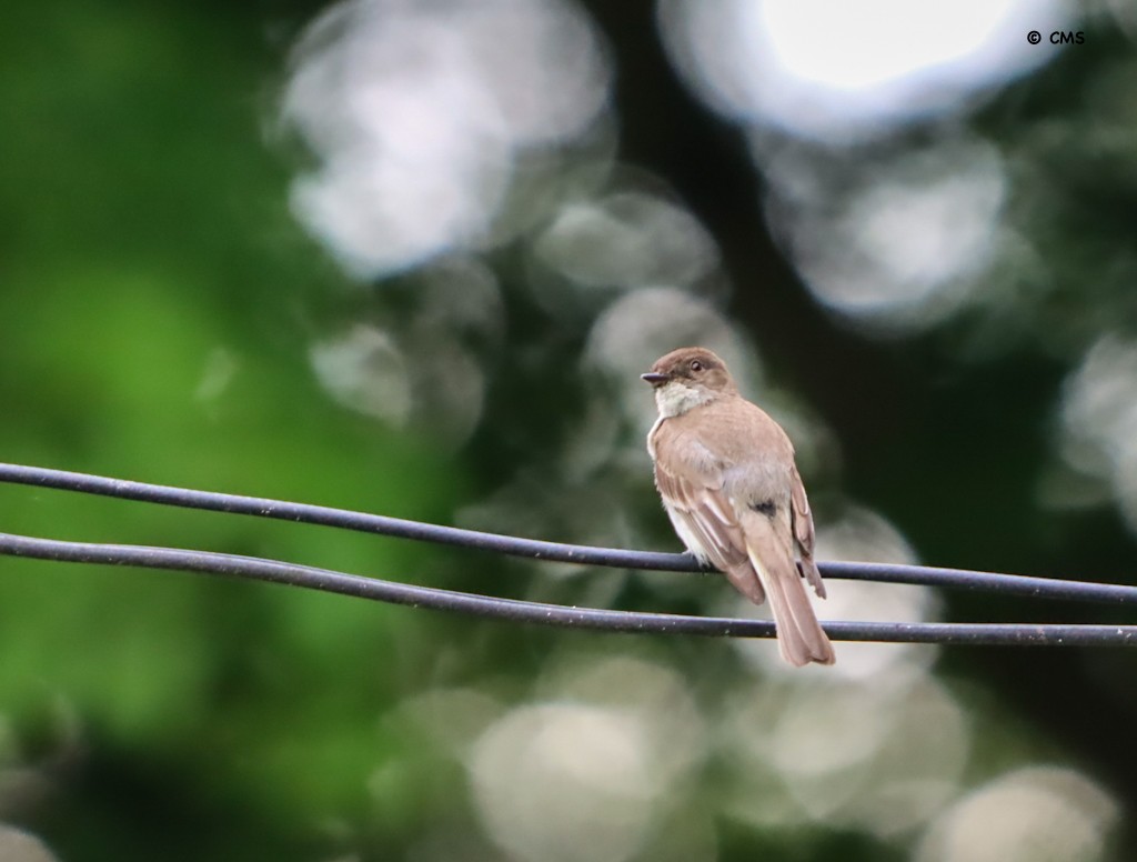 Eastern Phoebe - ML638159075