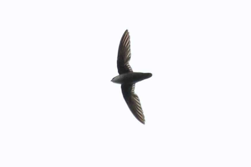 Vaux's Swift (Richmond's) - ML638159076
