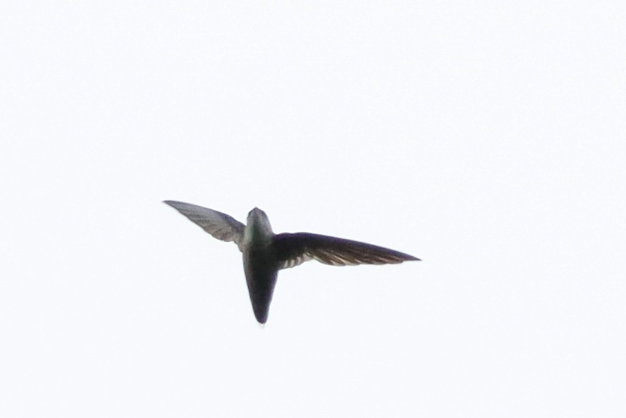 Vaux's Swift (Richmond's) - ML638159078