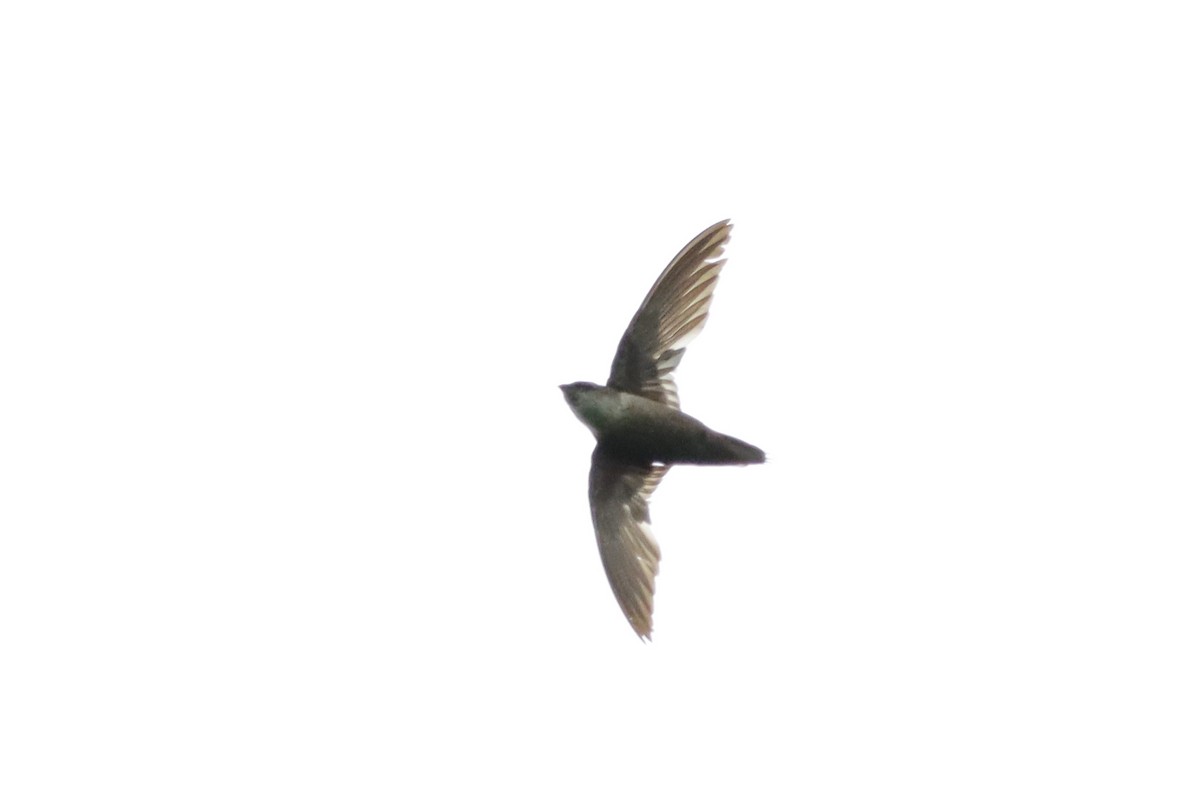 Vaux's Swift (Richmond's) - ML638159079