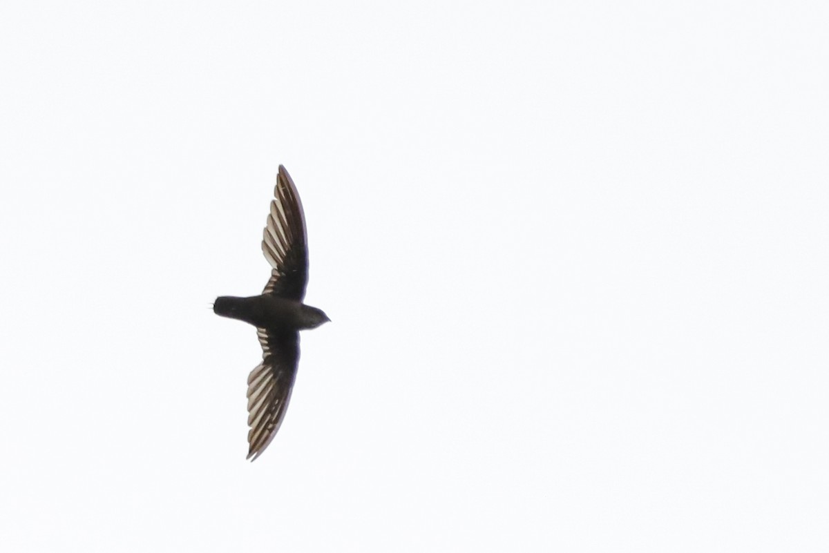 Vaux's Swift (Richmond's) - ML638159080
