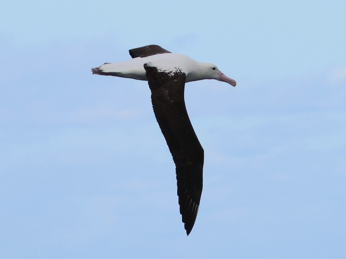 Northern Royal Albatross - ML638159081