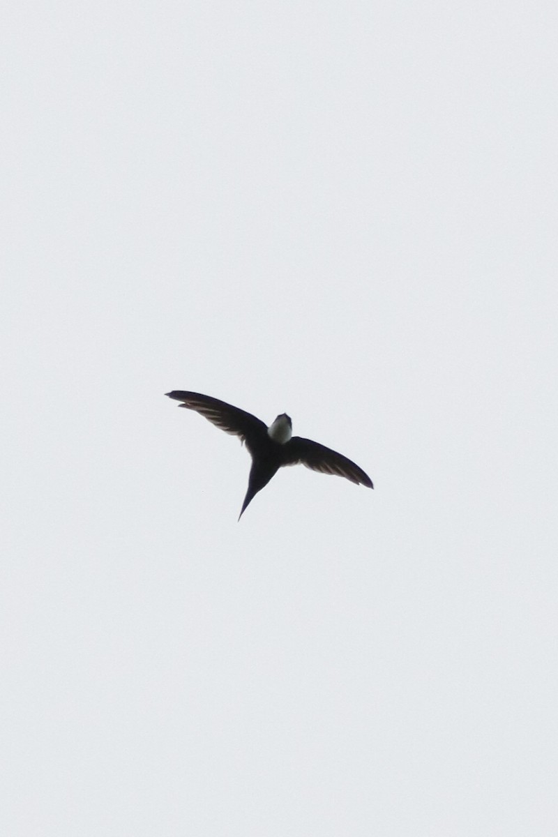 Lesser Swallow-tailed Swift - ML638159102