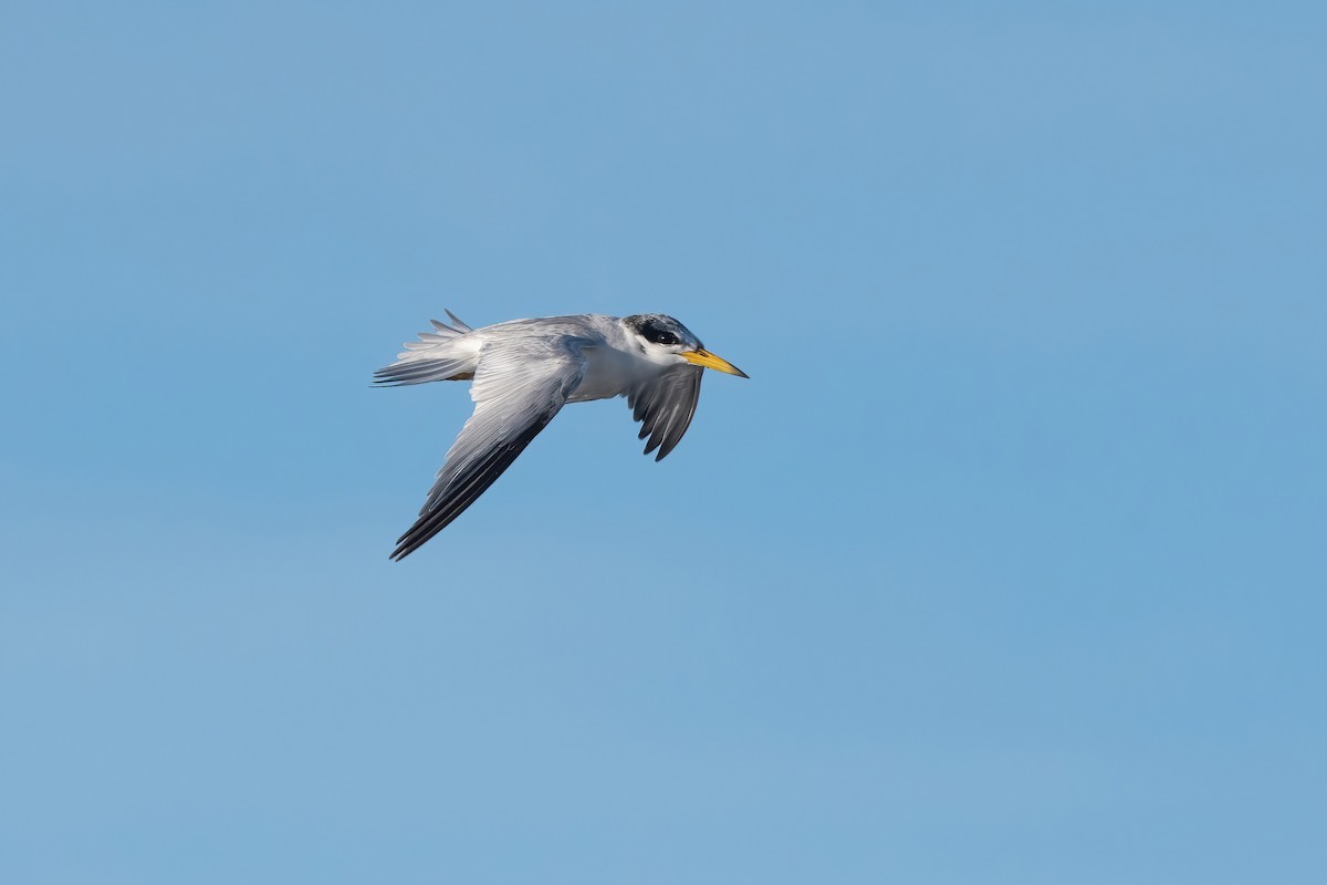 Yellow-billed Tern - ML638159103