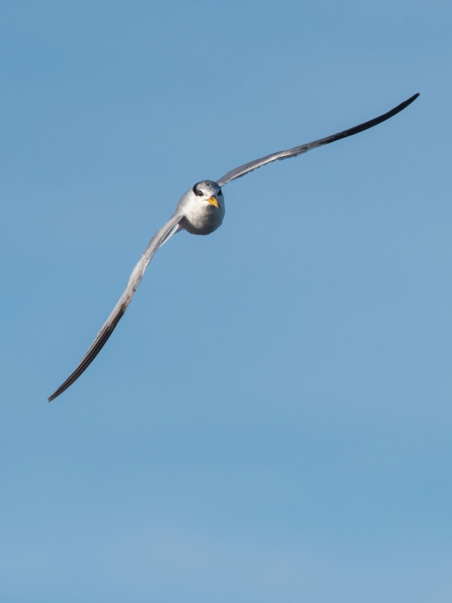 Yellow-billed Tern - ML638159104