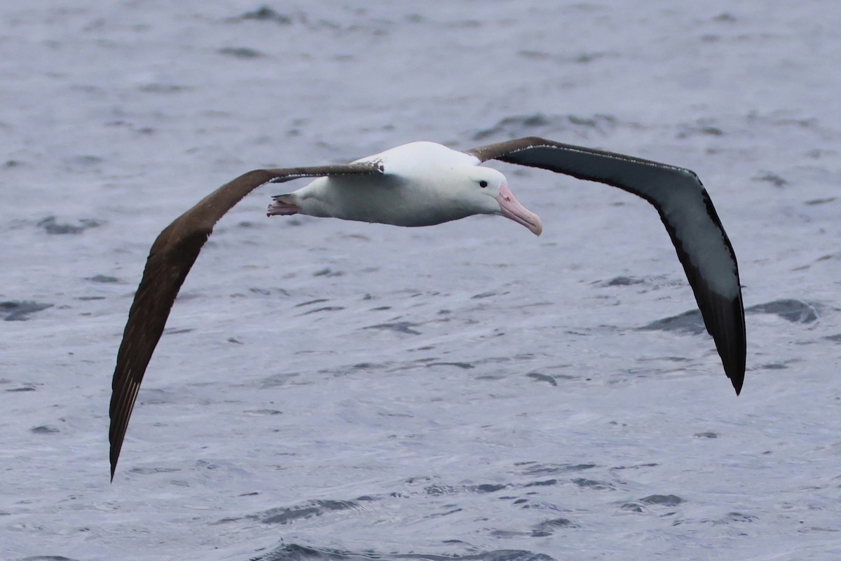 Northern Royal Albatross - ML638159105