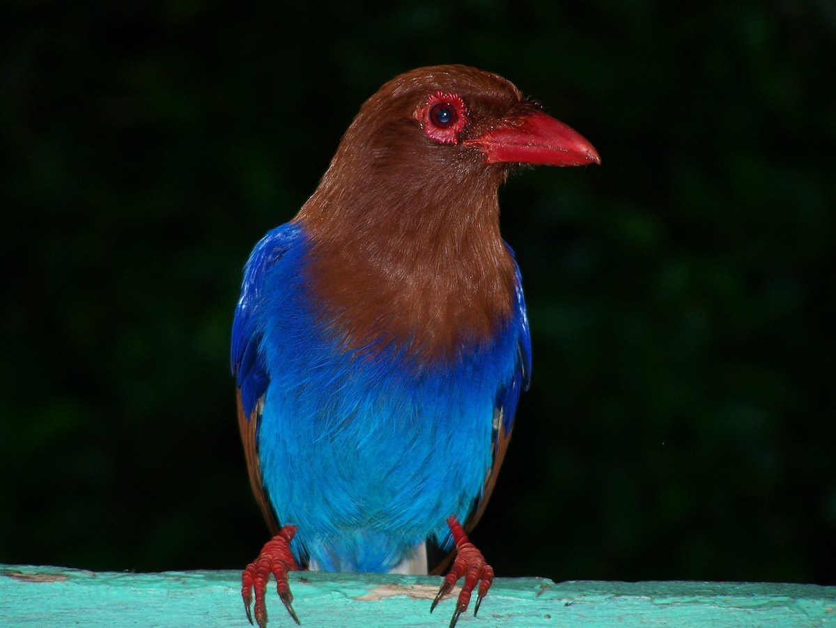 Sri Lanka Blue-Magpie - ML638159118