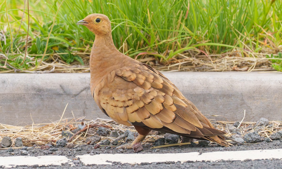 Chestnut-bellied Sandgrouse - ML638159121