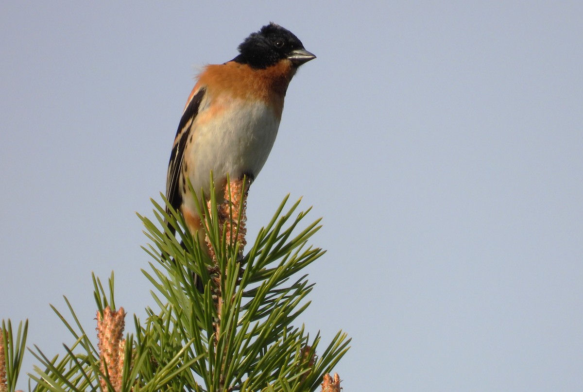 Brambling - ML638159129