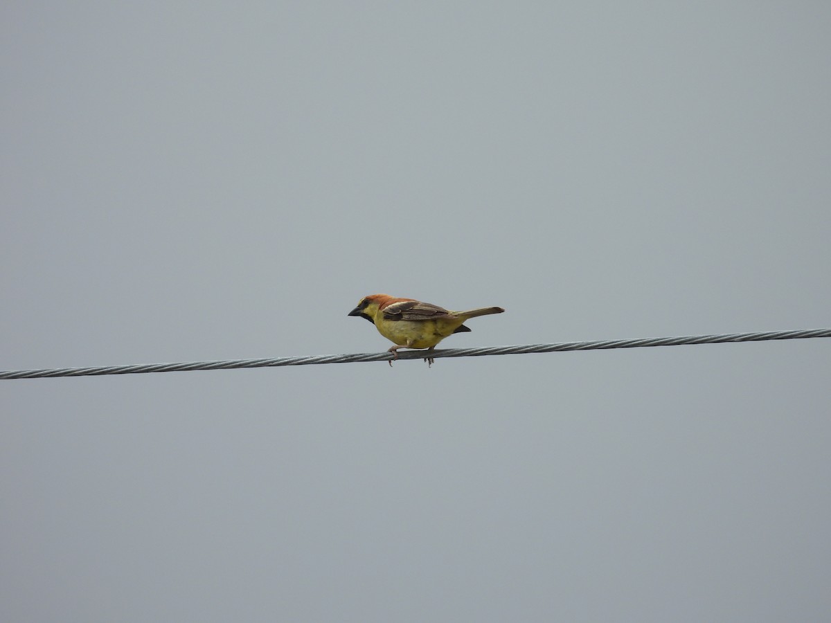 Plain-backed Sparrow - ML638159130