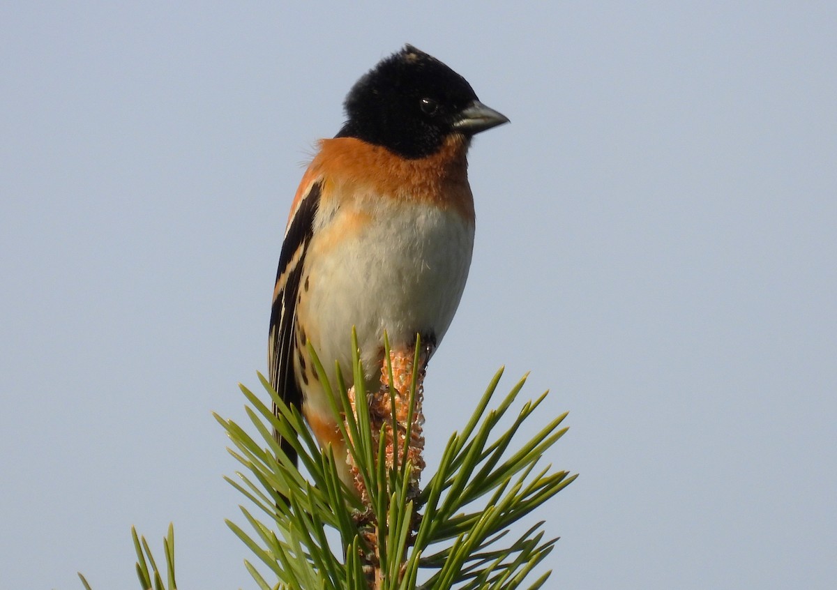 Brambling - ML638159135