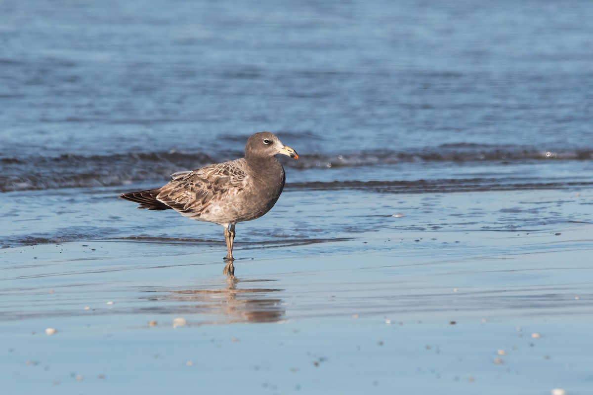 Olrog's Gull - ML638159137