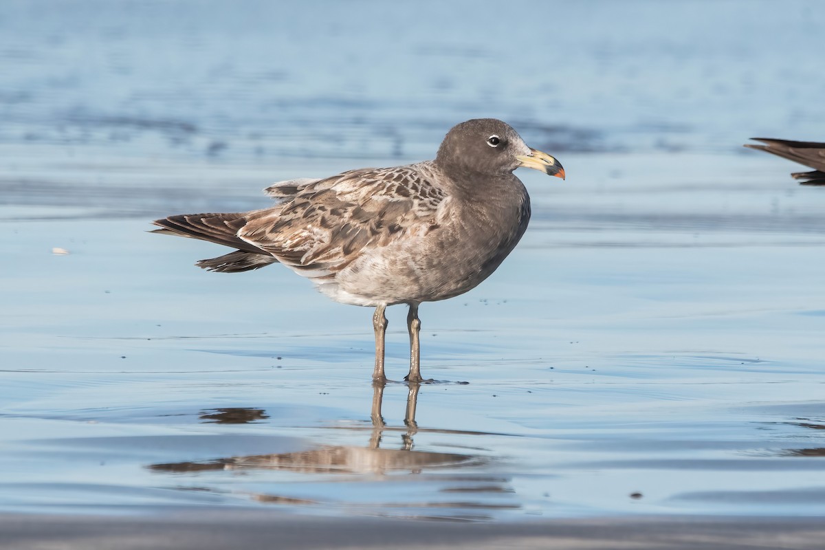 Olrog's Gull - ML638159138