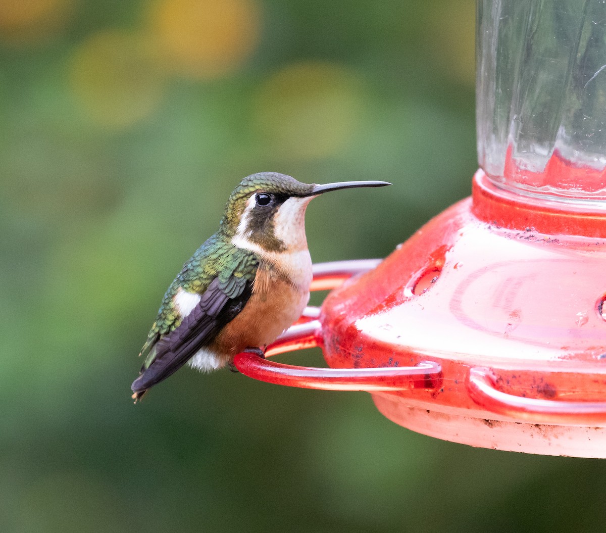 White-bellied Woodstar - ML638159142