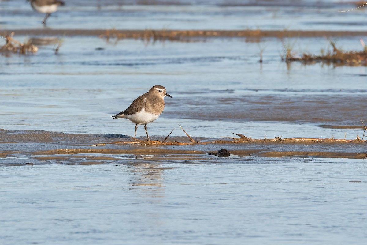 Rufous-chested Dotterel - ML638159148