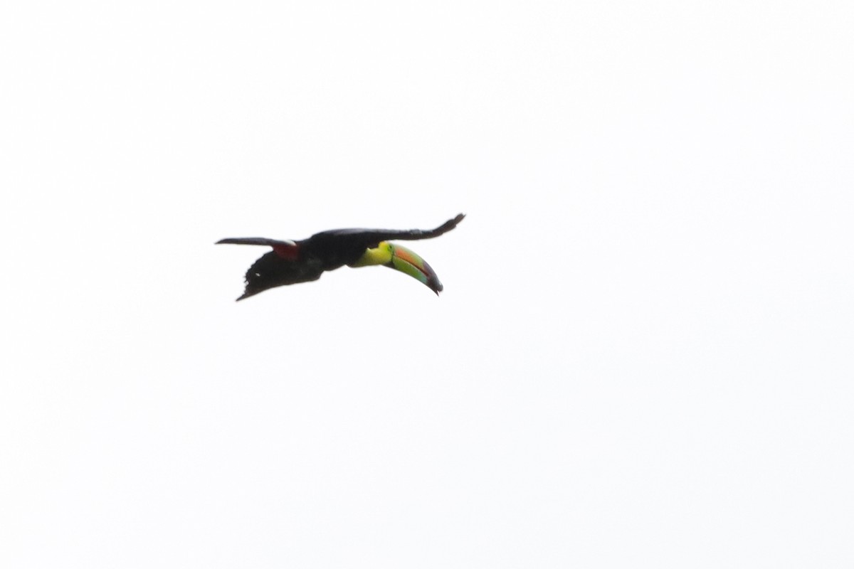Keel-billed Toucan - ML638159156