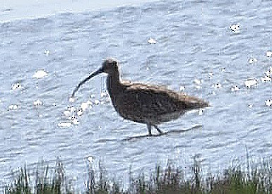 Eurasian Curlew - ML638159167