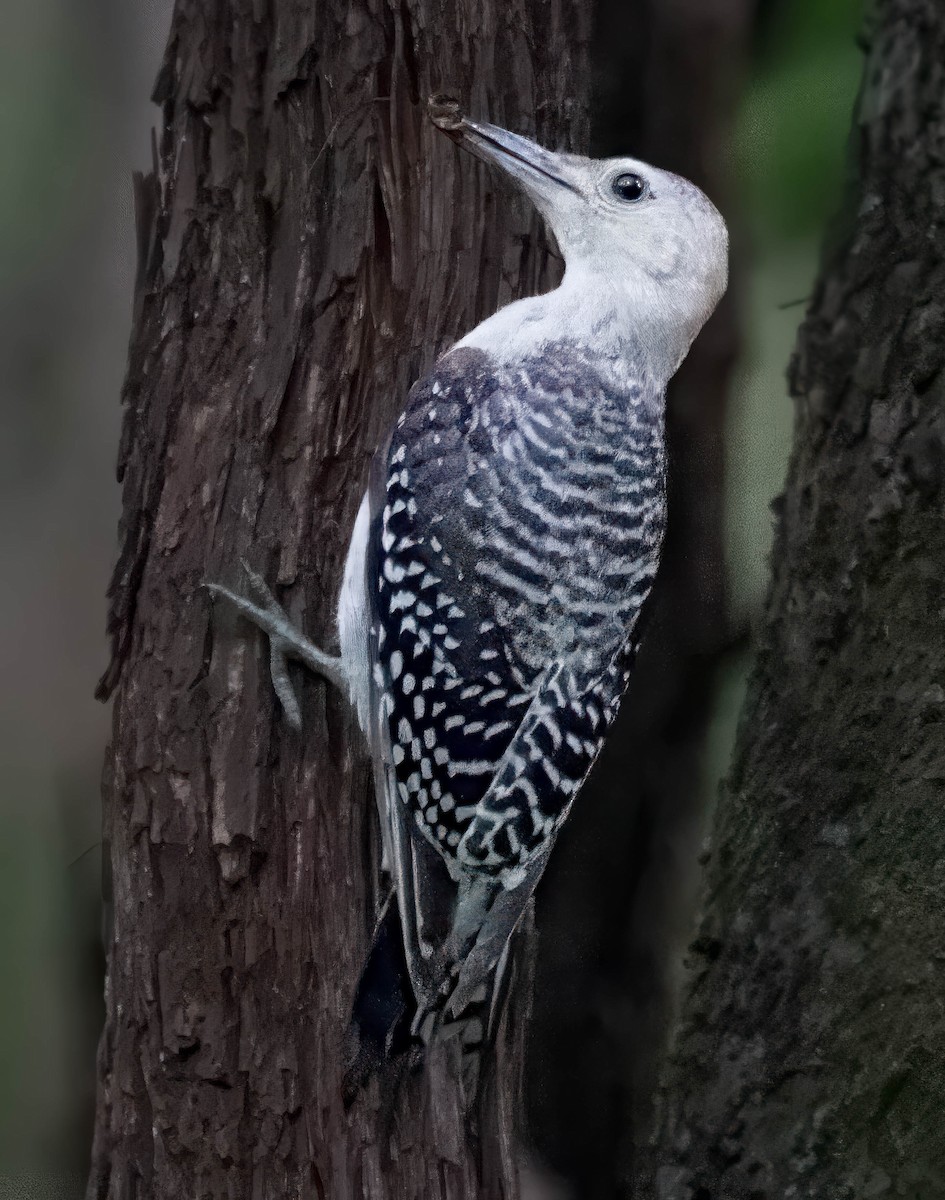 Red-bellied Woodpecker - ML638159168