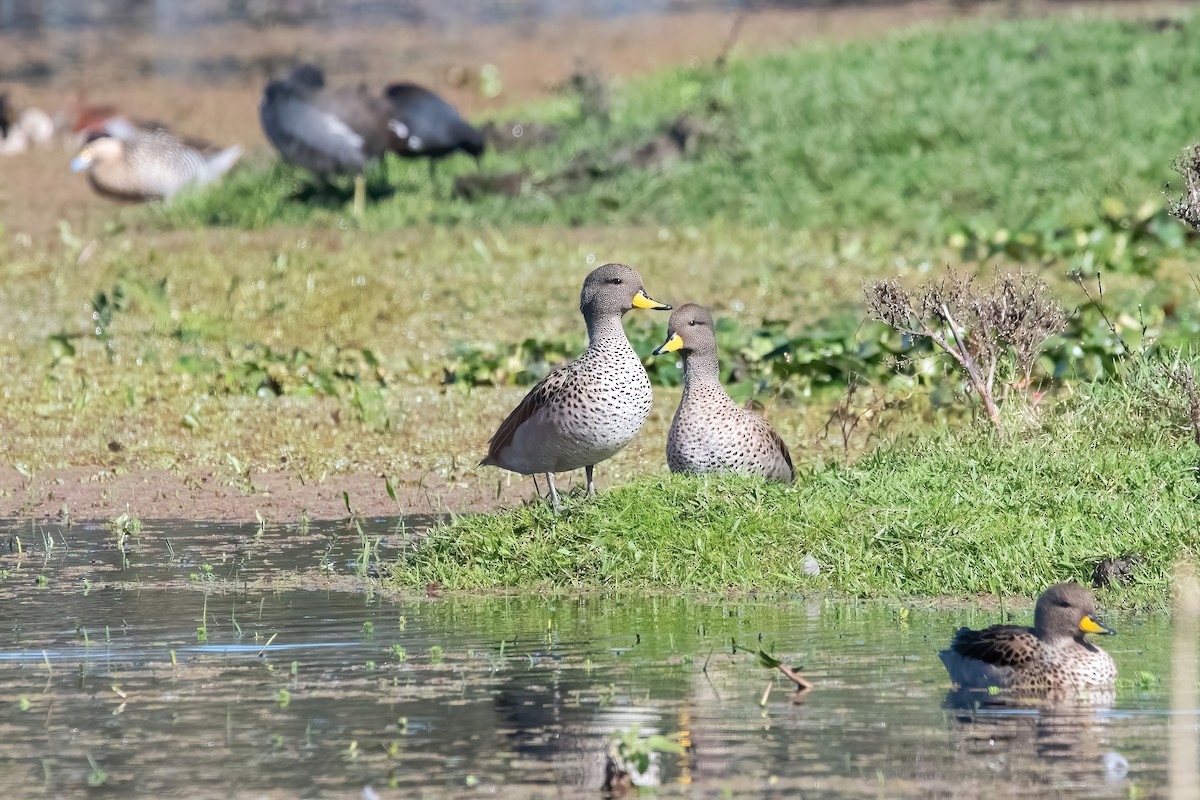 Yellow-billed Teal - ML638159171
