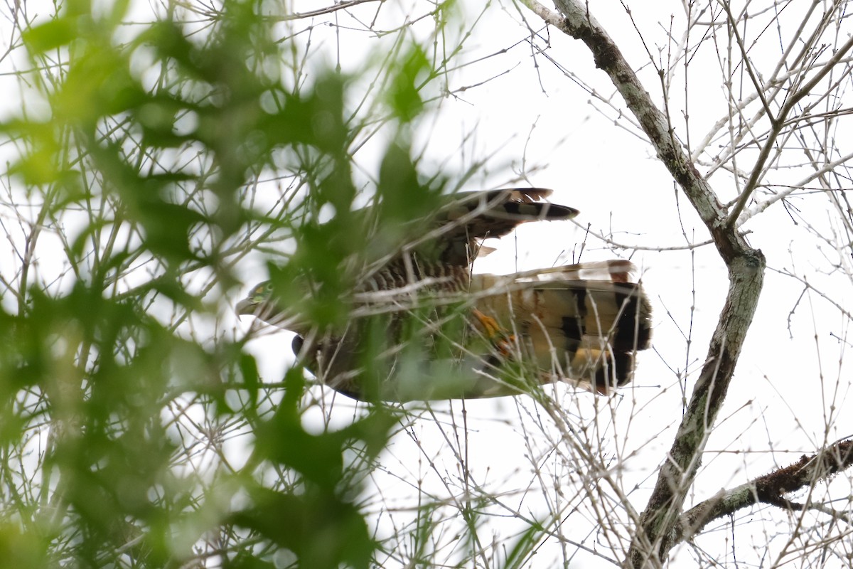 Hook-billed Kite - ML638159202