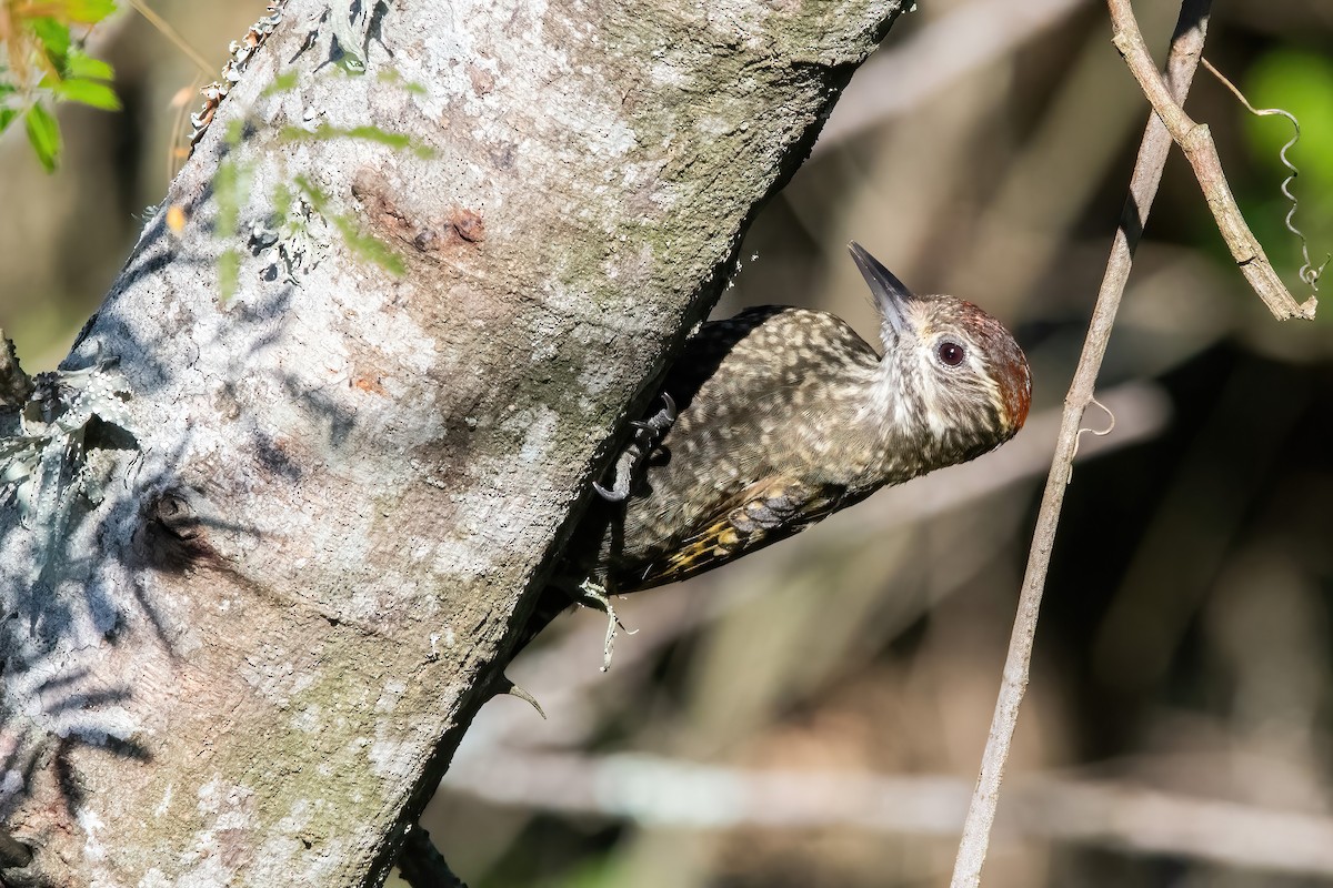 White-spotted Woodpecker - ML638159208