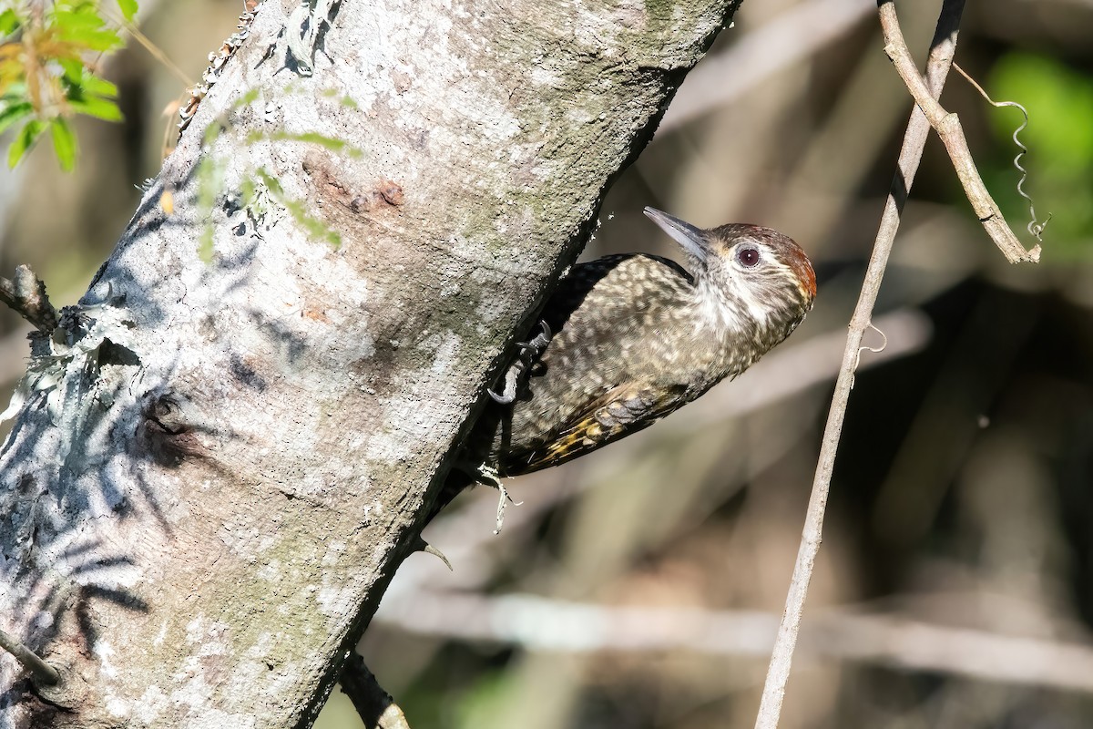 White-spotted Woodpecker - ML638159209