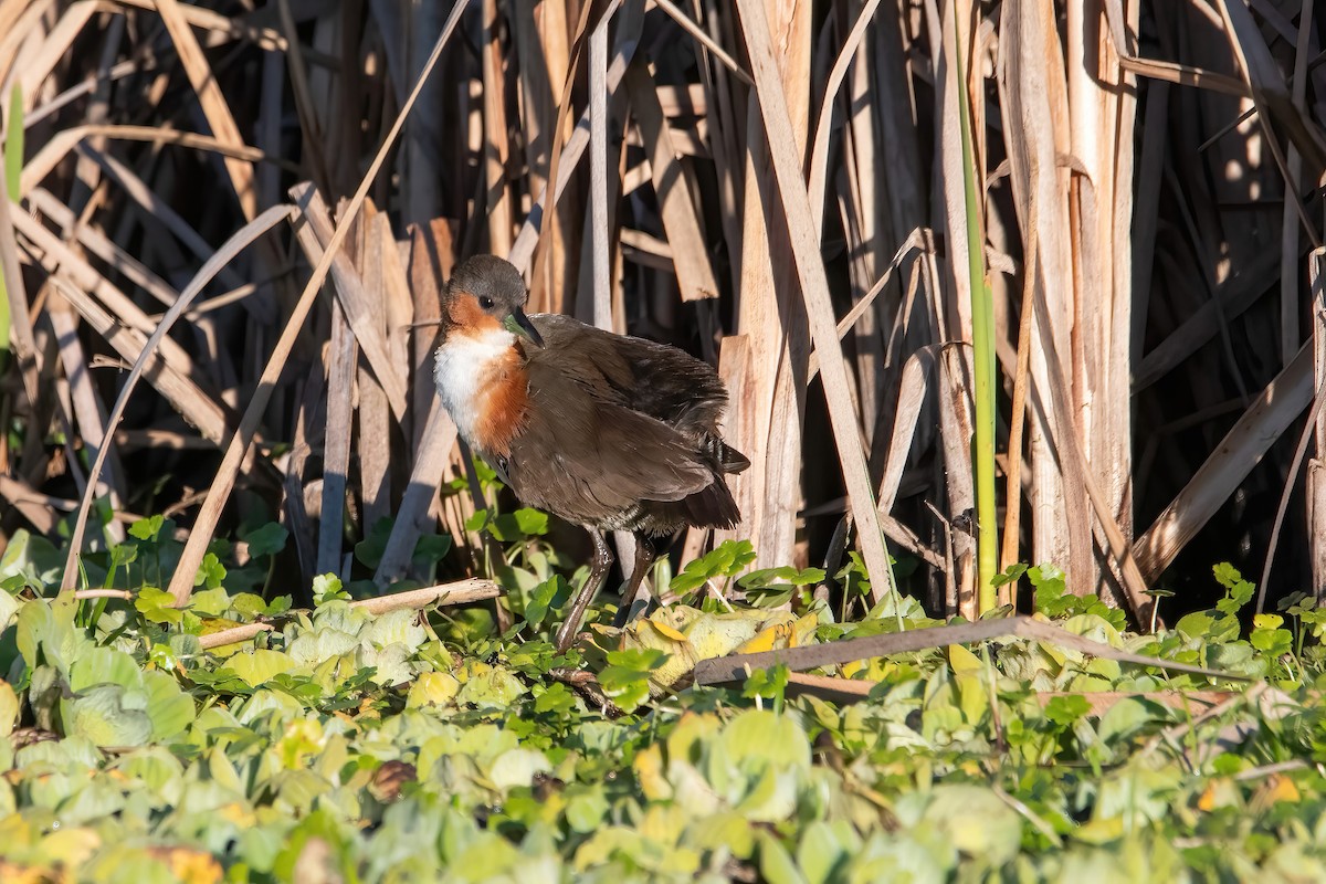 Rufous-sided Crake - ML638159222