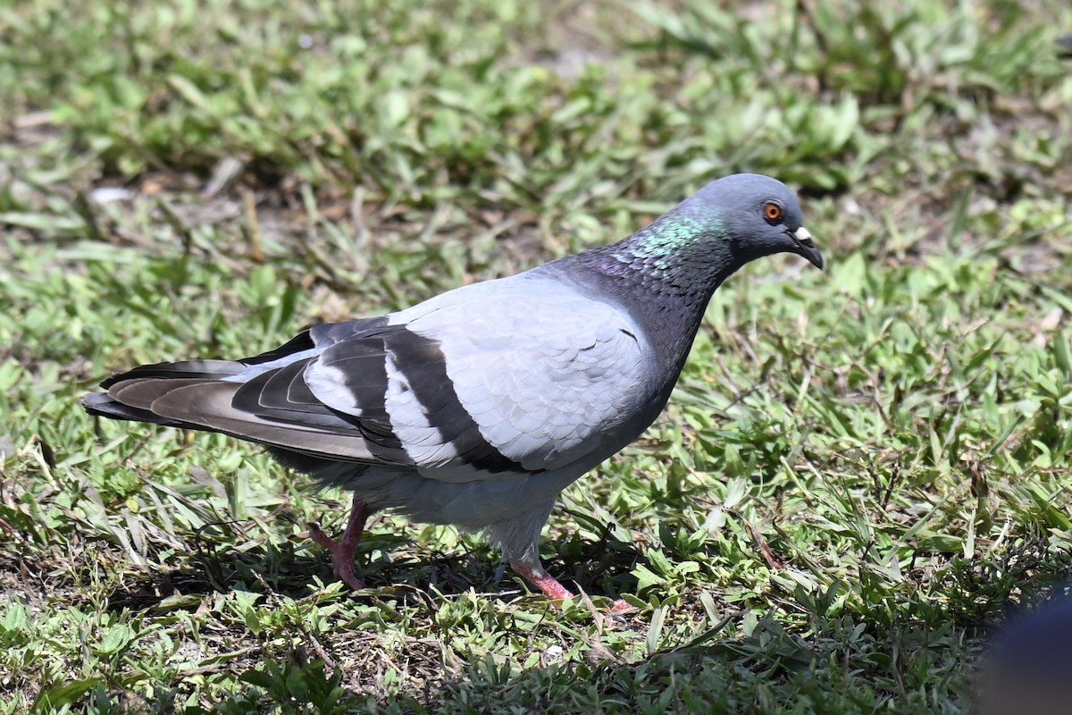 Rock Pigeon (Feral Pigeon) - ML638159224