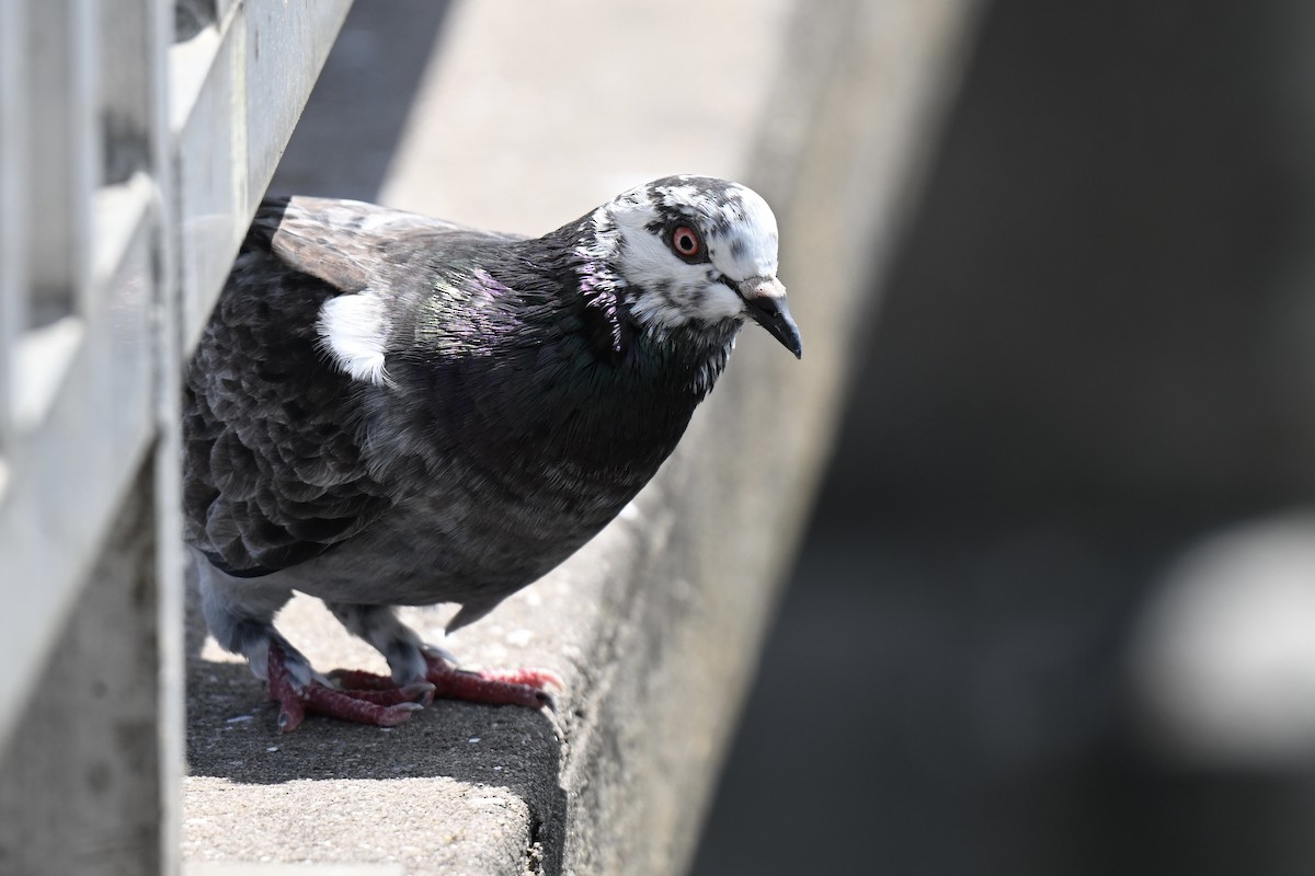 Rock Pigeon (Feral Pigeon) - ML638159226