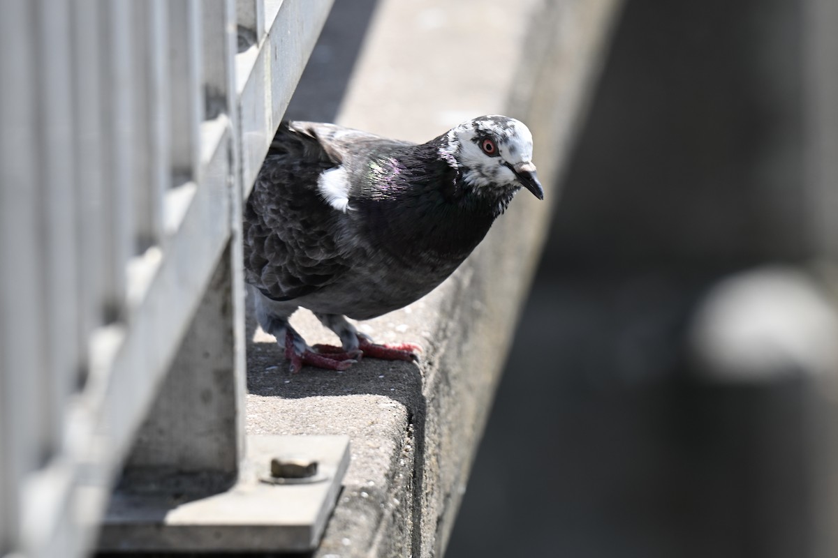 Rock Pigeon (Feral Pigeon) - ML638159227