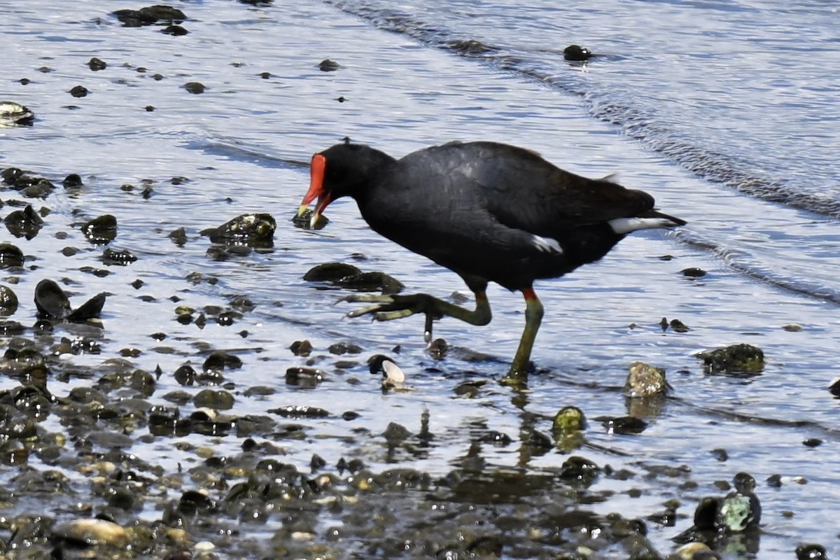 Common Gallinule - ML638159240